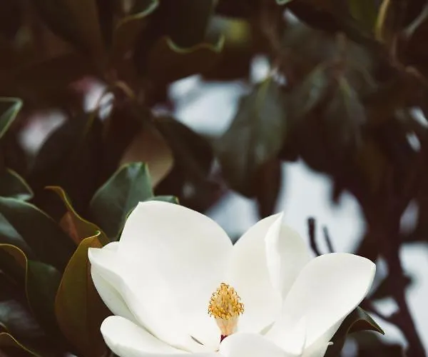 Апартаменты Lido Толон